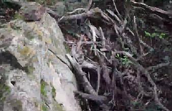 Furry Masturbation In Public