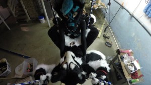 Murrsuiter gets pegged hard by a dominatrix in a swing