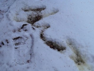 pissing large flow in the snow)